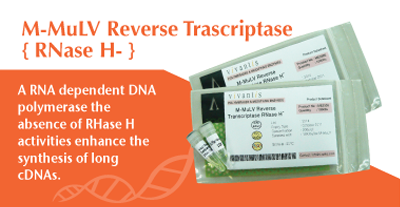 M-MuLV RT